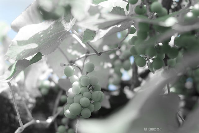 Vigne américaine