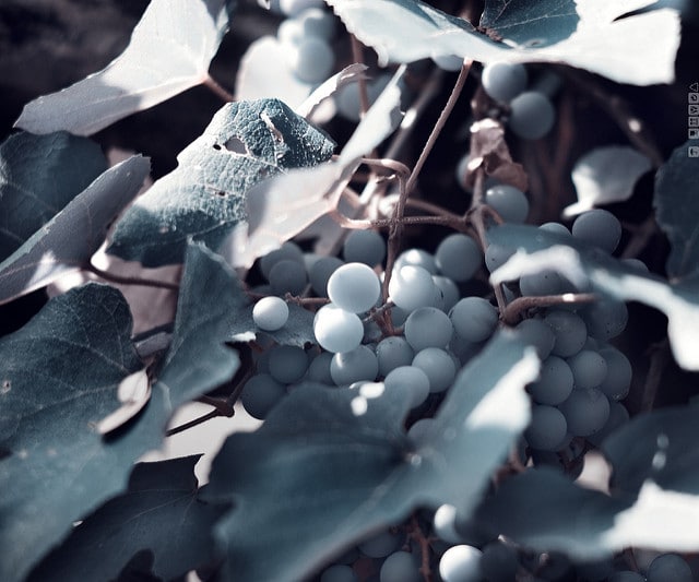 Vigne américaine
