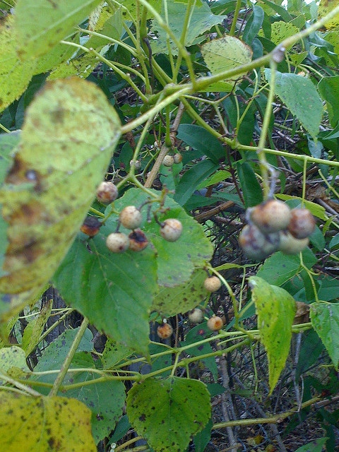 Vigne américaine (Vitis labrusca)