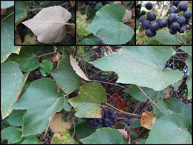 Vigne américaine