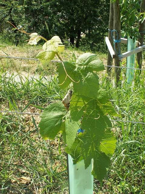 Vigne américaine