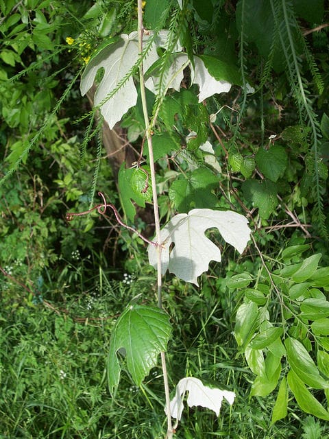 Vitis mustangensis