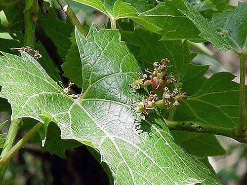 Vitis mustangensis