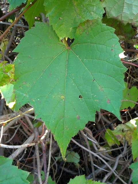 Vigne des rivages