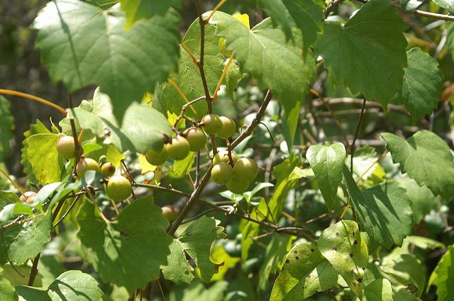 Vitis rotundifolia