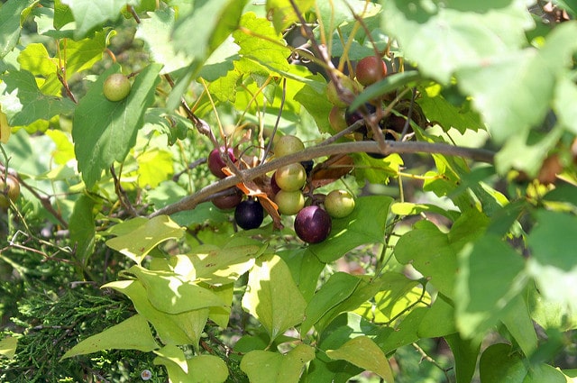 Vitis rotundifolia