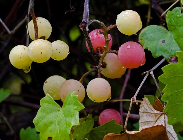 Vitis rotundifolia