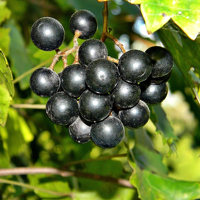Vitis rotundifolia