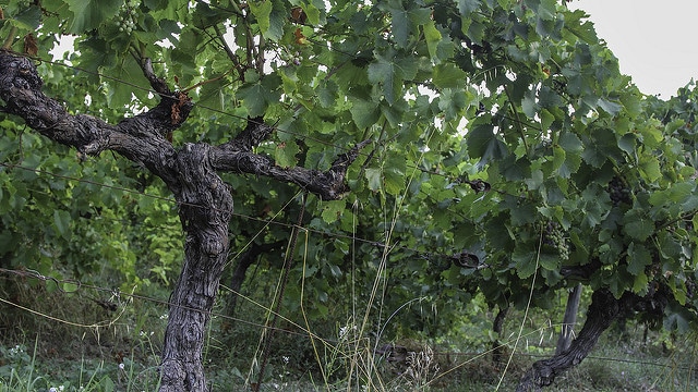 Vigne (Vitis vinifera)