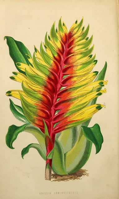 Vriesea carinata