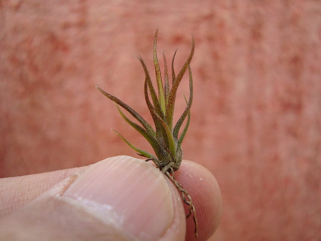 Vriesea carinata