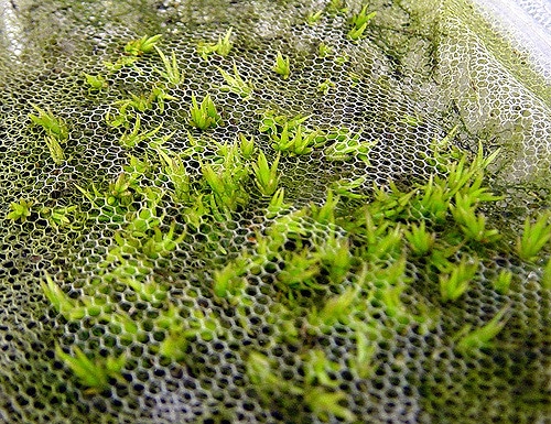 Vriesea carinata