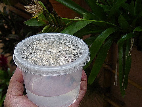 Vriesea carinata