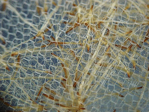 Vriesea carinata
