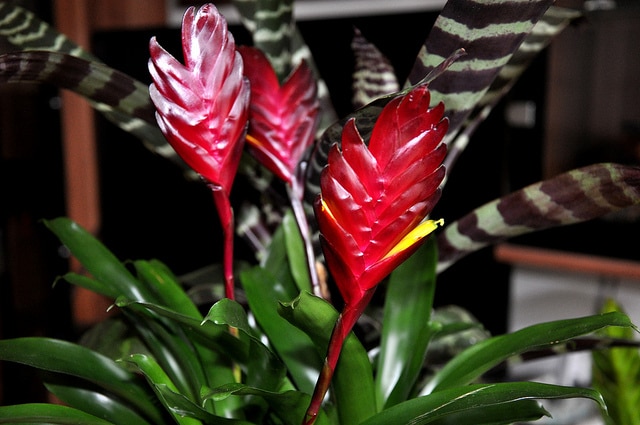Vriesea carinata (Vriesea carinata)