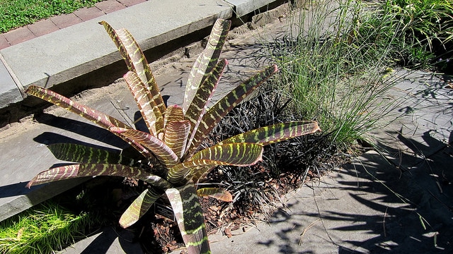 Vriesea fosteriana (Vriesea fosteriana)