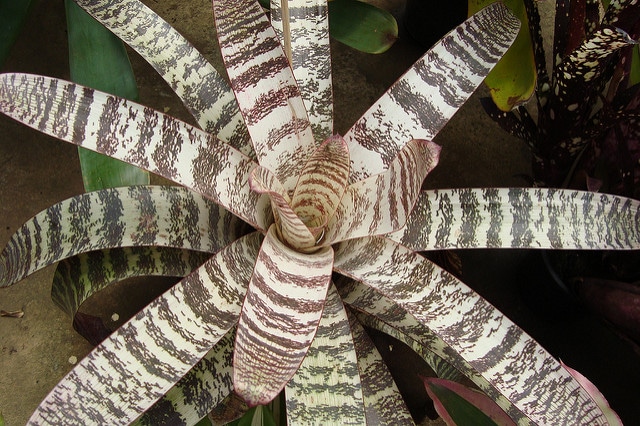 Vriesea fosteriana
