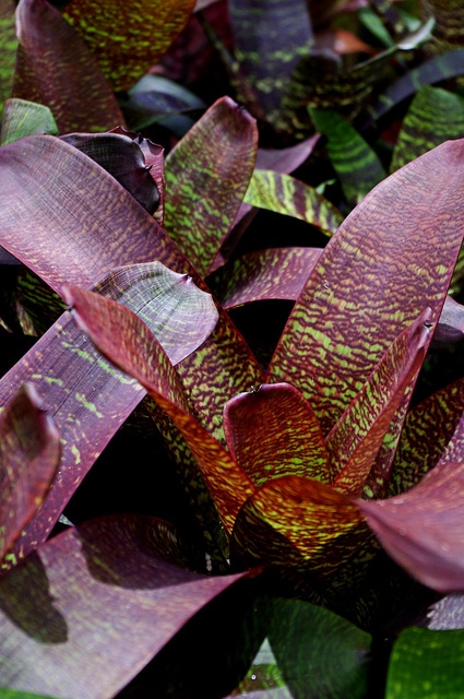 Vriesea fosteriana
