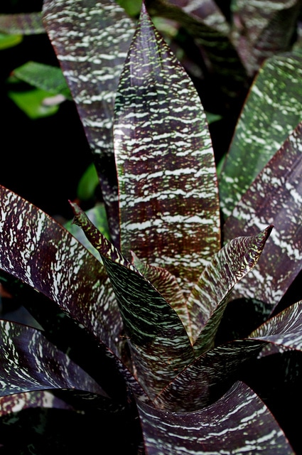 Vriesea fosteriana