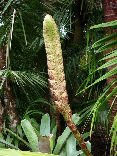 Vriesea fosteriana