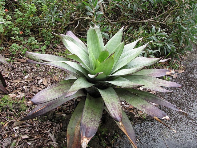 Vriesea imperialis