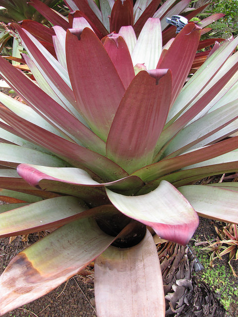 Vriesea imperialis