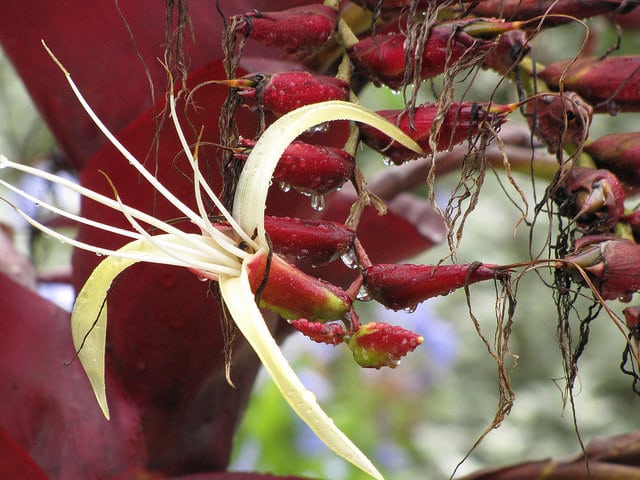 Vriesea imperialis