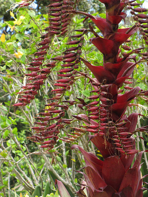 Vriesea imperialis