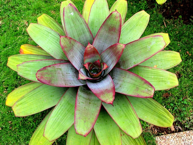 Vriesea imperialis (Vriesea imperialis)