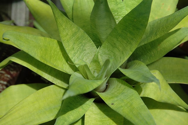 Vriesea ospinae (Vriesea ospinae)