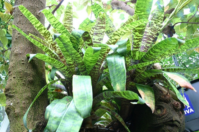 Vriesea ospinae