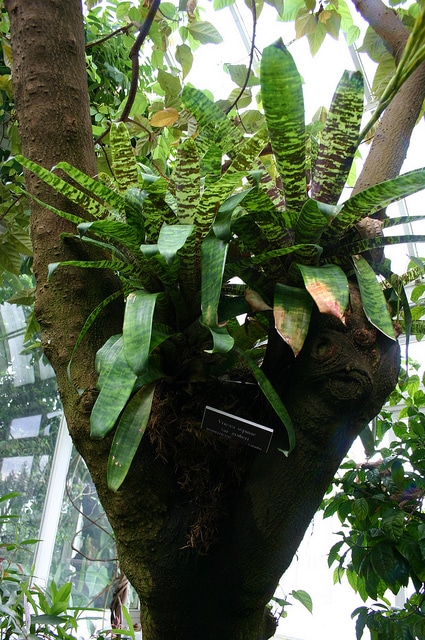 Vriesea ospinae