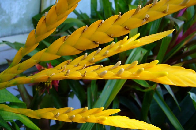 Vriesea ospinae