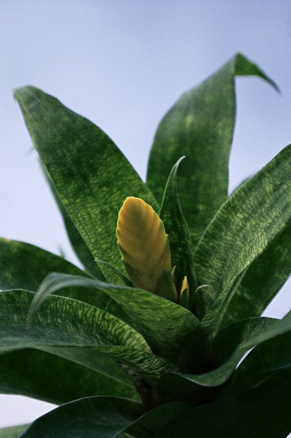 Vriesea ospinae