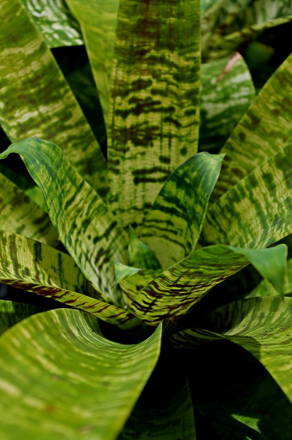 Vriesea ospinae