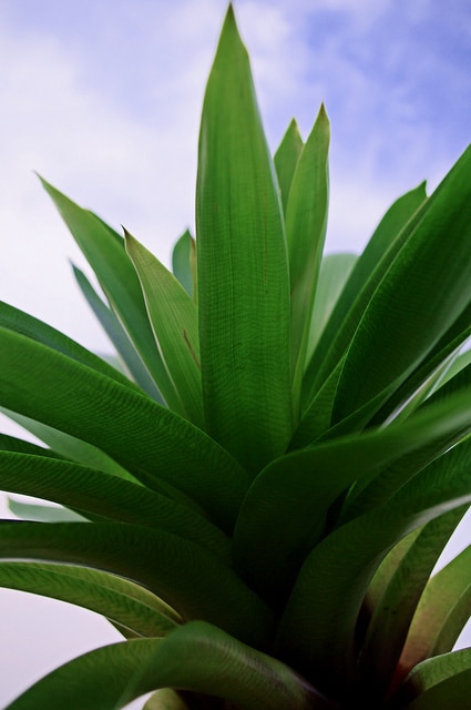 Vriesea platynema (Vriesea platynema)