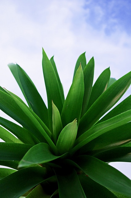 Vriesea platynema