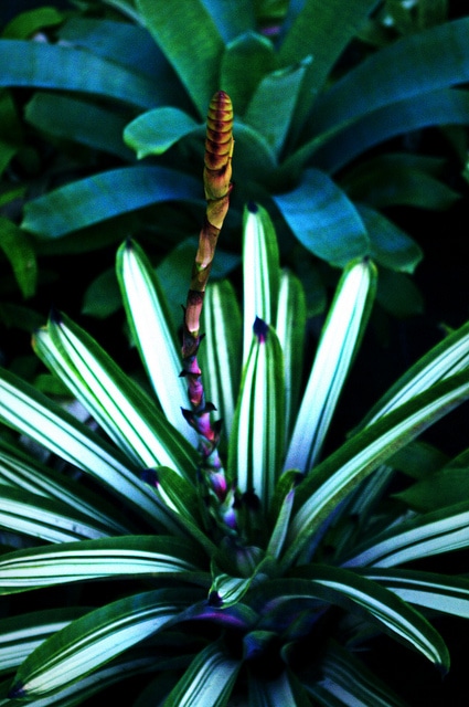 Vriesea platynema