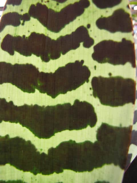 Vriesea splendens (Vriesea splendens)