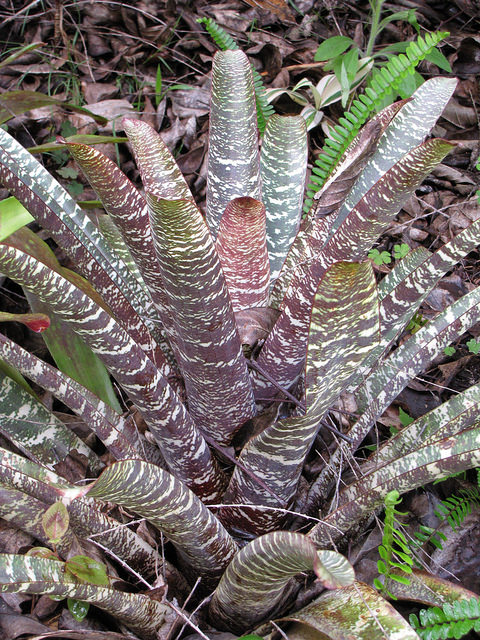 Vriesea splendens