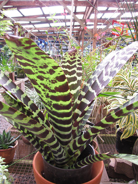 Vriesea splendens