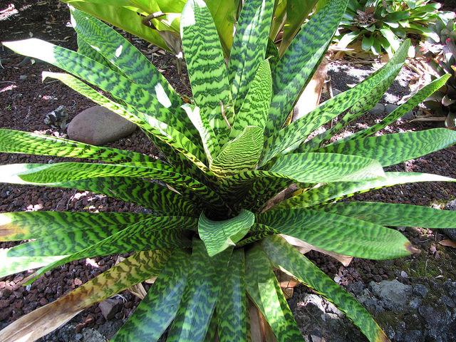 Vriesea splendens