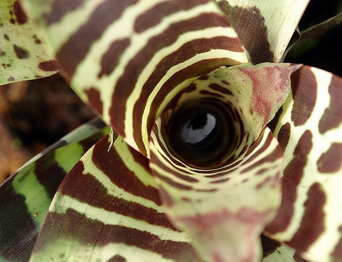 Vriesea splendens