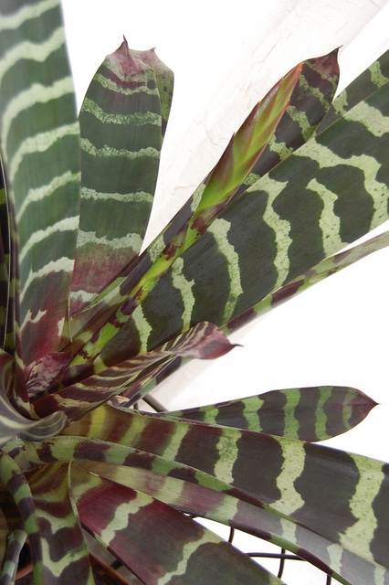 Vriesea splendens