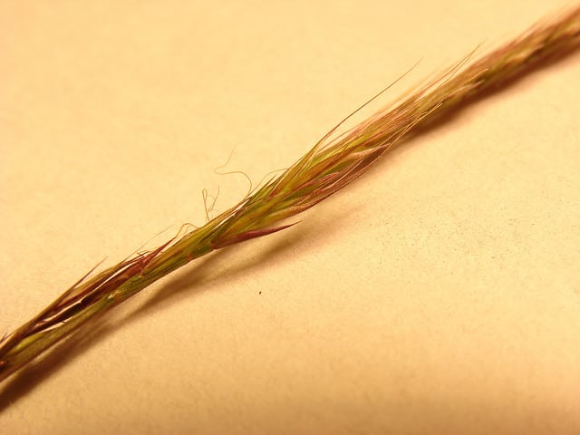Vulpie faux brome (Vulpia bromoides)