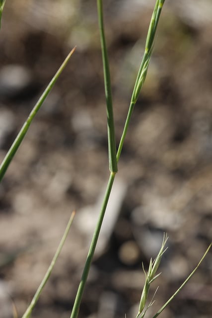 Vulpie faux brome