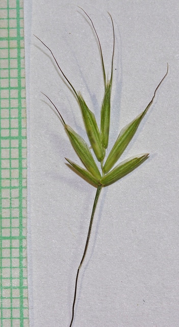Vulpie faux brome