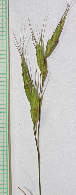 Vulpie faux brome