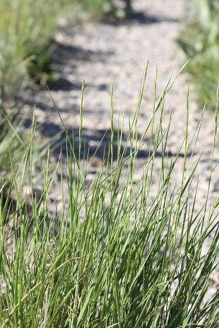 Vulpie faux brome