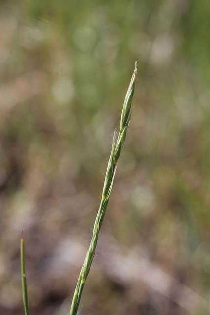 Vulpie faux brome